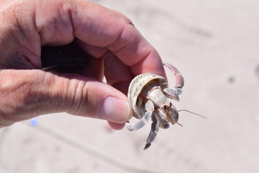 hermit crab