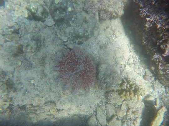 DCIM100GOPROGOPR0314.