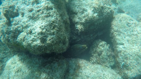 photo2 eel