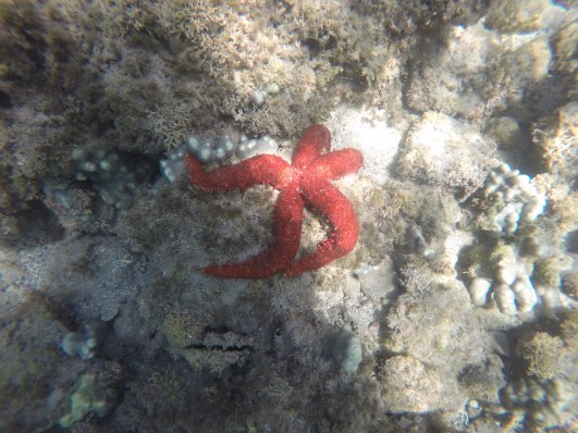 DCIM100GOPROGOPR0311.