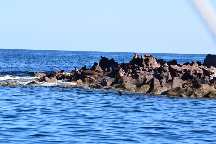 seal rock photo2