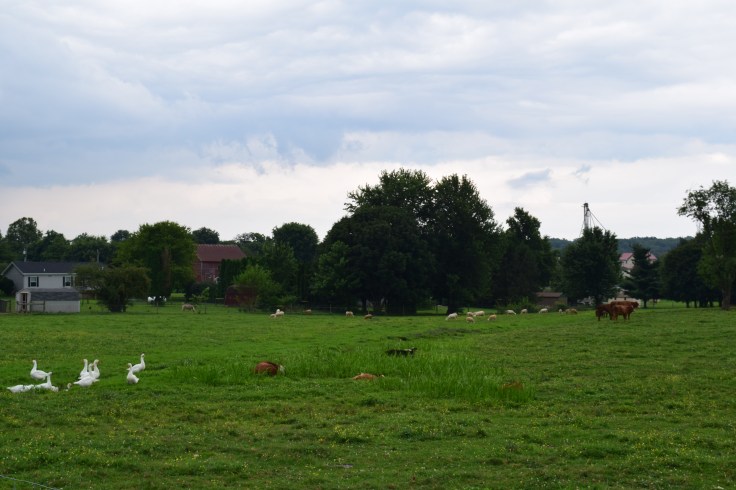 DSC_0044