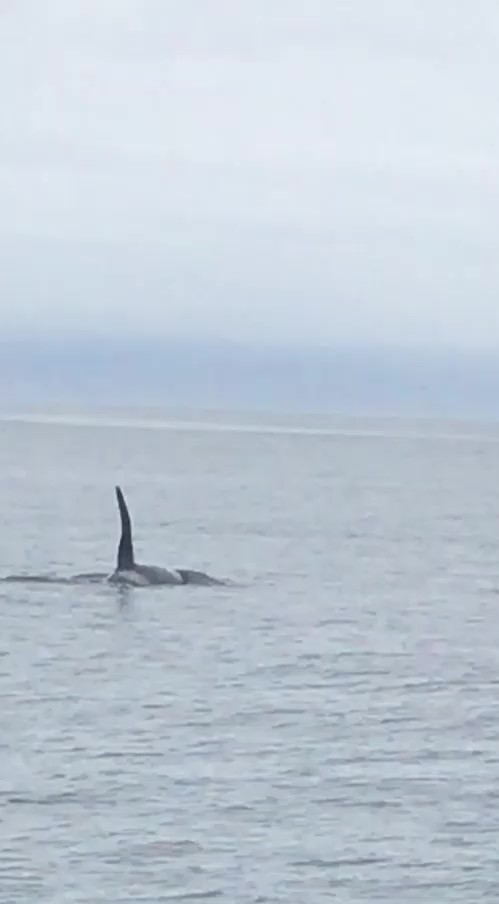 GDSG9803Trim_Moment (2)